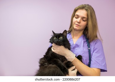 Female Veterinarian Holding A Black Cat In Her Arms In The Clinic