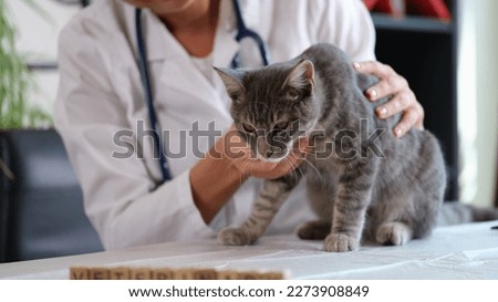 Female veterinarian holds sick cat close-up. Diagnostics of pets health in veterinary clinic concept.