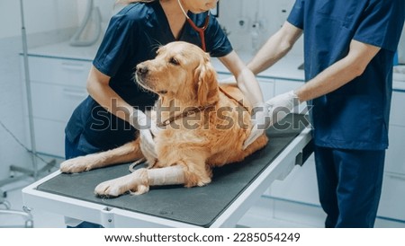 Female Veterinarian Inspecting a Pet Golden Retriever with a Stethoscope on an Examination Table. Dog Owner Brings His Furry Friend to a Modern Veterinary Clinic for a Check Up Visit