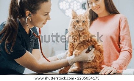 Female Veterinarian Inspecting a Pet Maine Coon with a Stethoscope on an Examination Table. Cat Owner Brings Her Furry Friend to a Modern Veterinary Clinic for a Check Up Visit