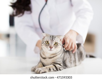 Female Veterinarian Medical Doctor With Cat