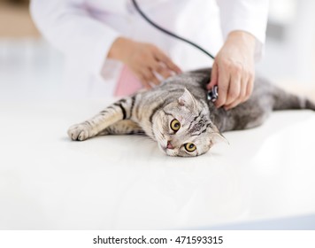 Female Veterinarian Medical Doctor With Cat