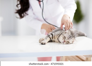 Female Veterinarian Medical Doctor With Cat