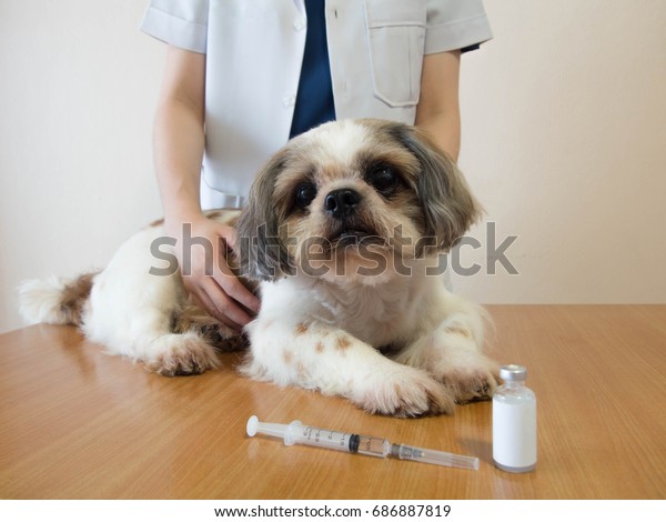 Female Veterinarian Shih Tzu Nice Dog Stock Photo Edit Now 686887819