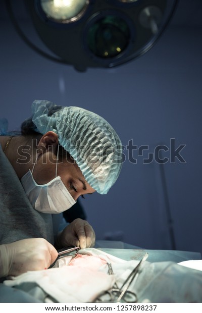 Female\
veterinarian stands under surgical lights, does cat sterilization\
surgery and sews up the wound, vet holding a needle in his hands.\
Veterinary surgery, operation, laparotomy\
concept
