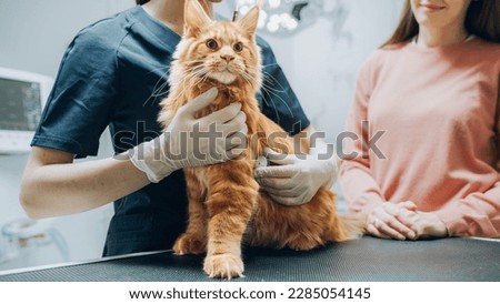 Female Veterinarian Using Stethoscope to Diagnose a Red Pet Maine Coon That is Sitting on a Check Up Table. Young Beautiful Cat Mom Holding and Petting the Kitten to Calm Him Down