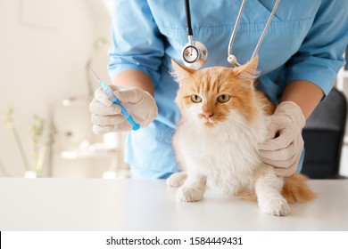 Female Veterinarian Vaccinating Cute Cat In Clinic