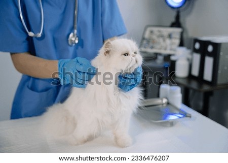 Female veterinary doctor using stethoscope for kitten. veterinary clinic.
