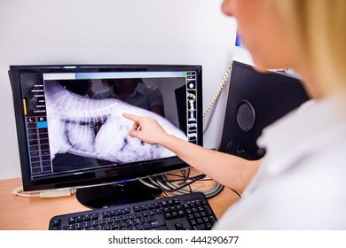 Female Veterinary Surgeon Examining X Ray of a dog. - Powered by Shutterstock