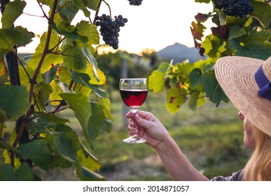 Female vintner examining glass of red wine in vineyard. Woman tasting homemade wine - Powered by Shutterstock