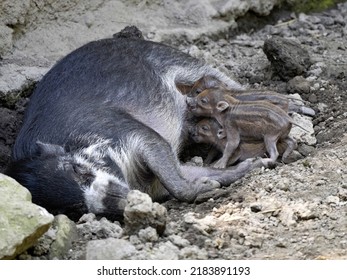 A Female Visayan Warty Pig, Sus Cebifrons Negrinus Is Nursing Her Young