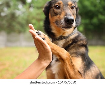 Female Volunteer With Homeless Dog At Animal Shelter Outdoors, Closeup