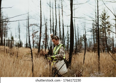 Female Volunteer Planting Trees In Forest. Woman Tree Planter Wearing Reflective Vest Walking In Forest Carrying Bag Full Of Trees And A Shovel.