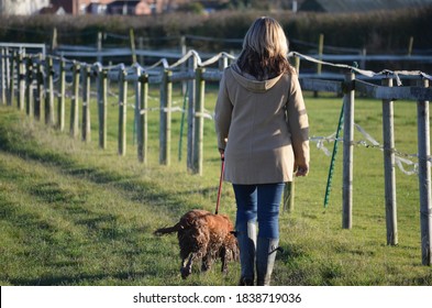 Female Walker In Bright Winter Sunshine, With A Muddy Dog On A Lead. Grass Underfoot And Fence, Houses And Hedge In The Background.