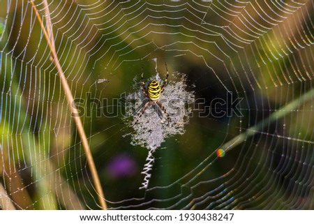 Similar – Image, Stock Photo earth bee Nature Plant