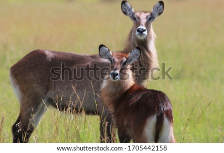a female waterbuck with a cub, both looking directly into the camera, in the blurred background the greenyellow grasslands of the Kenyan savannah