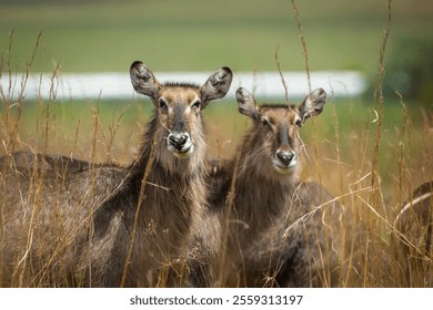 Female waterbuck in the savannah - Powered by Shutterstock