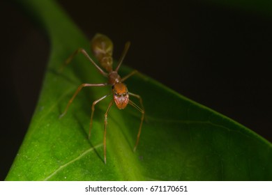 Female Weaver Ant Mimic Spider Standing Stock Photo 671170651 ...