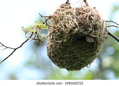 Female weaver in her nest.