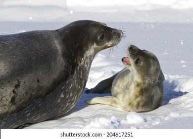 Female Weddell Seal And Her Pup That Growls