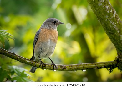 Female Western Bluebird On Isolated Background