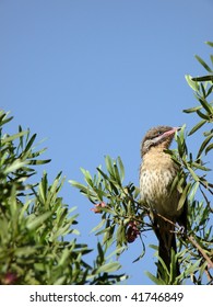 Female Western Bower Bird Perching Above The Nest.(Ptilonorhynchus Guttatus)