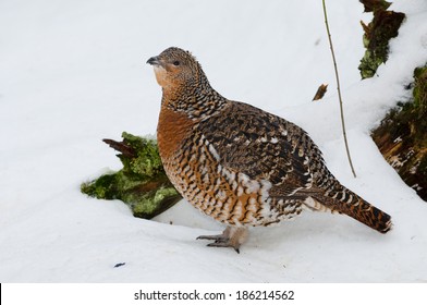 Female Western Cap (Tetrao Urogallus)