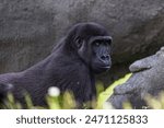 female The western lowland gorilla (Gorilla gorilla gorilla)