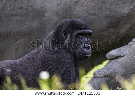 female The western lowland gorilla (Gorilla gorilla gorilla)