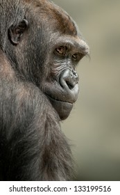 Female Western Lowland Gorilla Profile