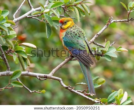 A female Western Rosella, the smallest of the rosellas, endemic to the southwestern part of Western Australia.