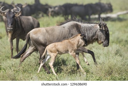 Female White Bearded Wildebeest running with its new born calf,  in the Ndutu area of the Ngorongoro Conservation area of Tanzania. (Connochaetes taurinus mearnsi) February