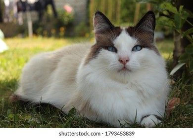 Female White Cat Blue Eyes Lying Stock Photo 1793453839 | Shutterstock