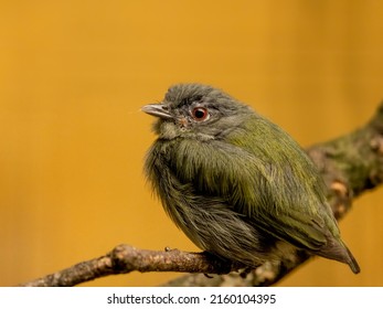 the female White crowned Manakin