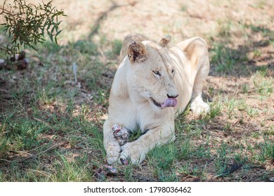 Female White Lion Eating Meat Off A Bone