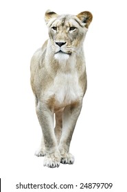 Female White Lion Isolated On White Background