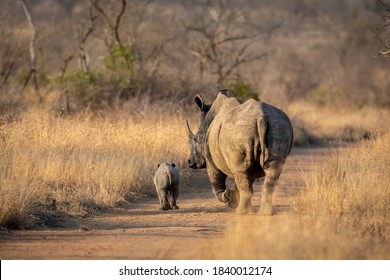 Female white rhino and her cute baby walking in sandy road in dry bush in Kruger Park South Africa
