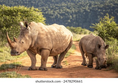 A female white rhinoceros with calf (Ceratotherium simum), Shamwari Private Game Reserve, South Africa.