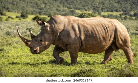 A female white rhinoceros (Ceratotherium simum), Shamwari Private Game Reserve, South Africa. - Powered by Shutterstock