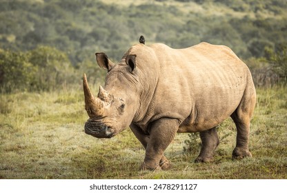 A female white rhinoceros (Ceratotherium simum), Shamwari Private Game Reserve, South Africa. - Powered by Shutterstock