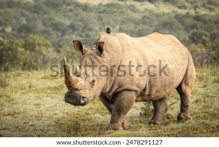 A female white rhinoceros (Ceratotherium simum), Shamwari Private Game Reserve, South Africa.
