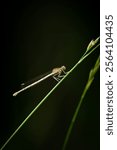 Female White-legged Damselfly (Blue Featherleg) (Platycnemis pennipes) resting on a blade of grass, Belgium