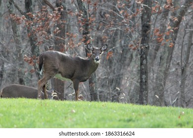 Female Whitetail Deer Enjoy An Autumn Day In Westchester County, NY