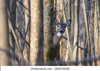 Female white-tailed deer in autumn