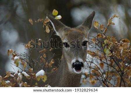 A female white-tailed deer grazing on leaves in winter