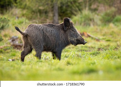 6,045 Boar tail Images, Stock Photos & Vectors | Shutterstock