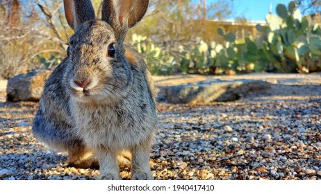 A female wild desert cottontail rabbit, Sylvilagus audubonii, in the Sonoran Desert. Sand, prickly pear cactus and, rocks, creosote bushes and blues sky. Backyard wildlife of the southwest. Tucson, AZ