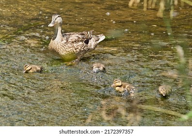 Female of wild duck with cubs