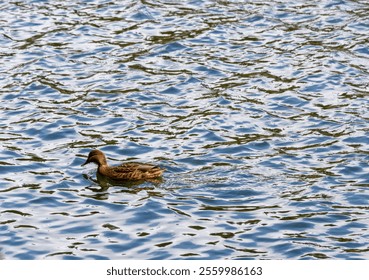 A female wild duck (Mallard) swimming in a tranquil lake water on a sunny day - Powered by Shutterstock