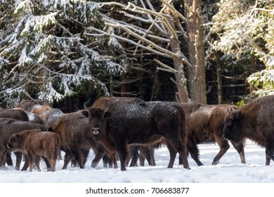 1,695 Bison belarus Images, Stock Photos & Vectors | Shutterstock